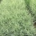 玉带草自产自销玉带草种植基地60万低价处理
