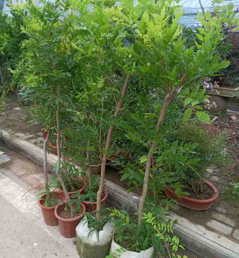紫藤树苗保证成活率耐寒花期长爬藤易成活