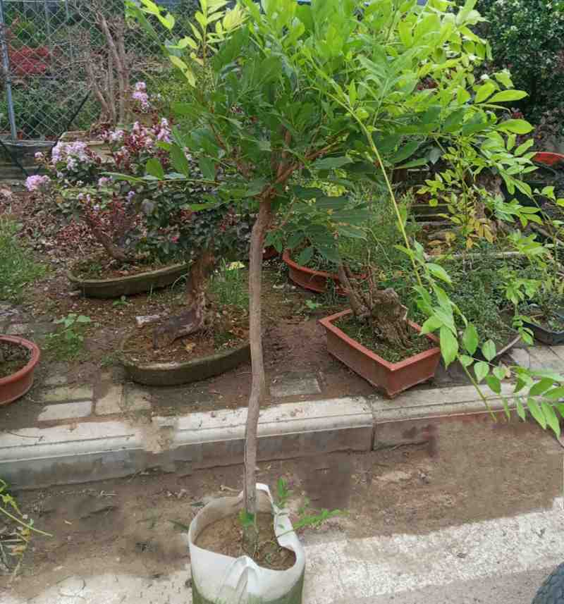 紫藤树苗保证成活率耐寒花期长爬藤易成活