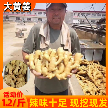 优质山东生姜产地批发!大黄姜大量上市,质量保证,全国物流发货