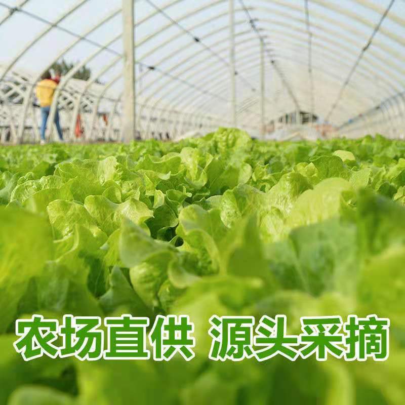 【荐】河北青叶生菜黄叶生菜5两~6两品种齐全量大从优