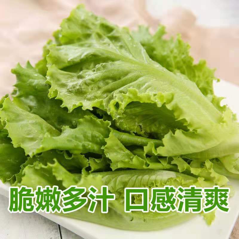 【荐】河北青叶生菜黄叶生菜5两~6两品种齐全量大从优