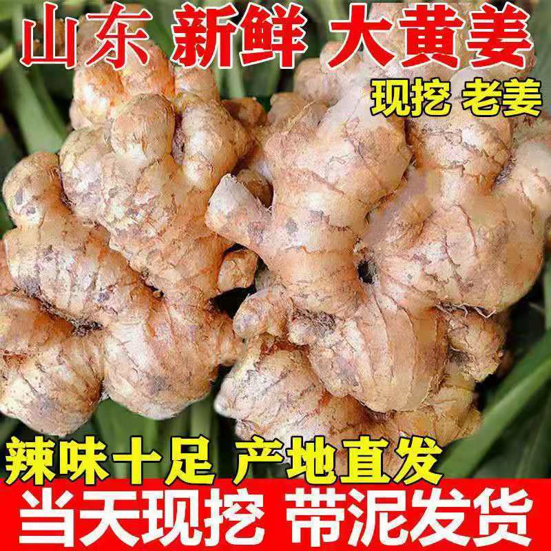 生姜产地直发【全国批发】品质保证量大价优欢迎咨询