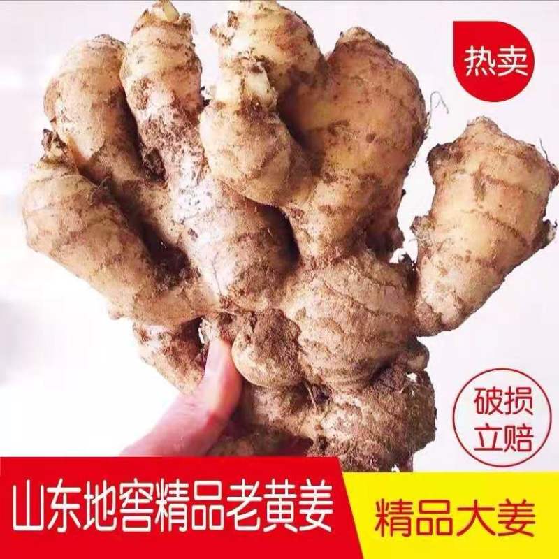 生姜产地直发【全国批发】品质保证量大价优欢迎咨询