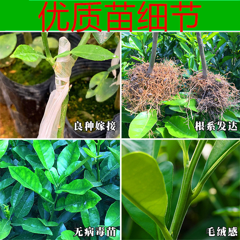 柚子树苗红心蜜柚嫁接红心柚子盆栽南方北方种植柚子树苗当年