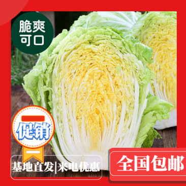 黄心白菜净菜4~6斤黄心白菜大白菜基地直供欢迎来