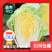 黄心白菜净菜4~6斤黄心白菜大白菜基地直供欢迎来
