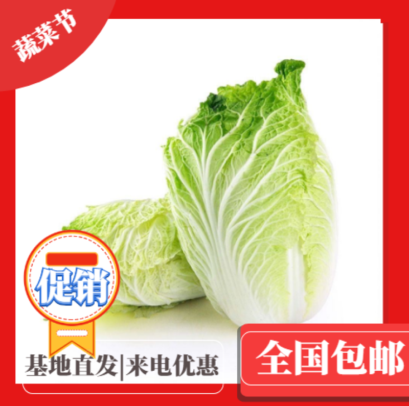 黄心白菜净菜4~6斤黄心白菜大白菜基地直供欢迎来