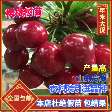 樱桃苗车厘子樱桃美早齐早黄蜜俄罗斯8号樱桃苗正品签约包邮