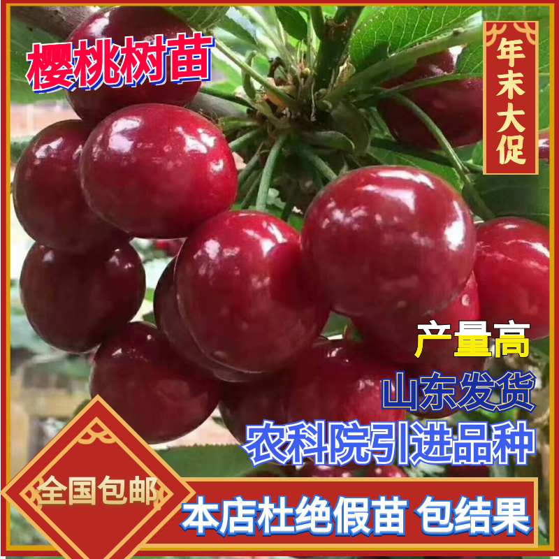 樱桃苗车厘子樱桃美早齐早黄蜜俄罗斯8号樱桃苗正品签约包邮