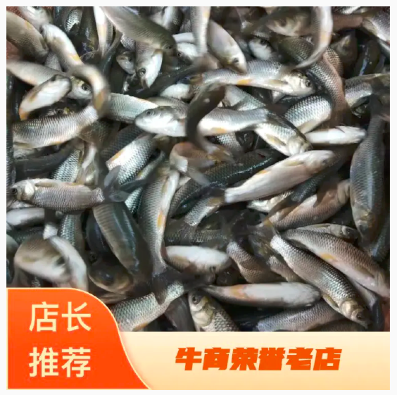 新一代抗病毒草鱼苗，各种鱼苗，基地批发价，包送，，