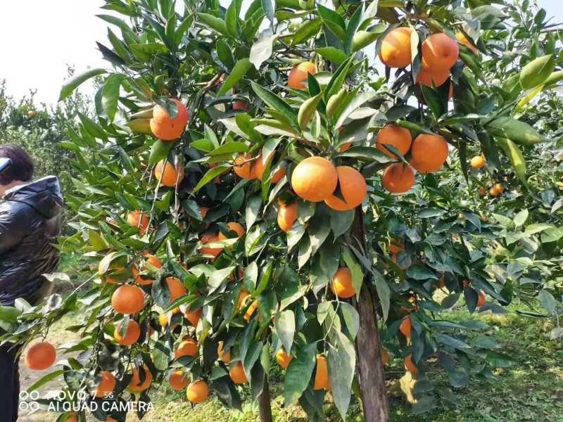 四川晚熟血橙全国供应基地直销品种齐全果肉红口感甜量大从优