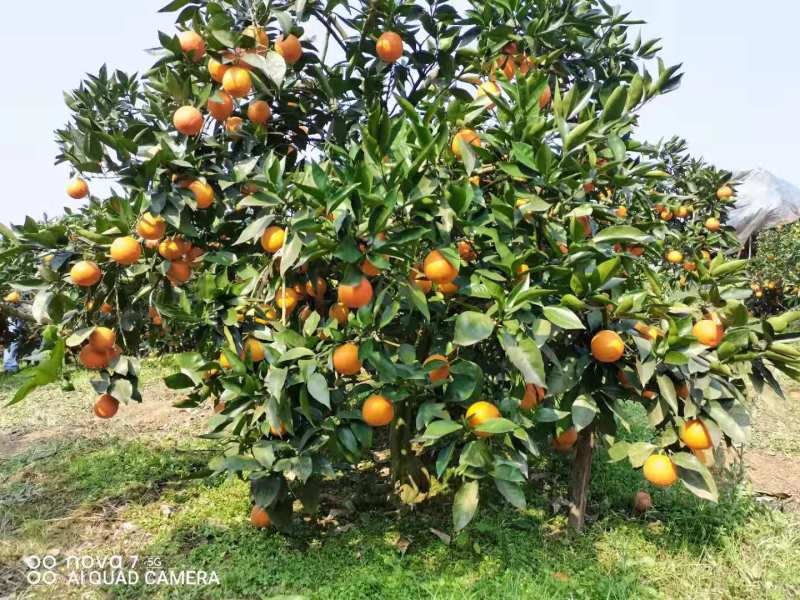 四川晚熟血橙全国供应基地直销品种齐全果肉红口感甜量大从优