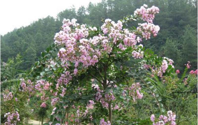 速生紫薇，红叶紫薇春季为红色量大从优
