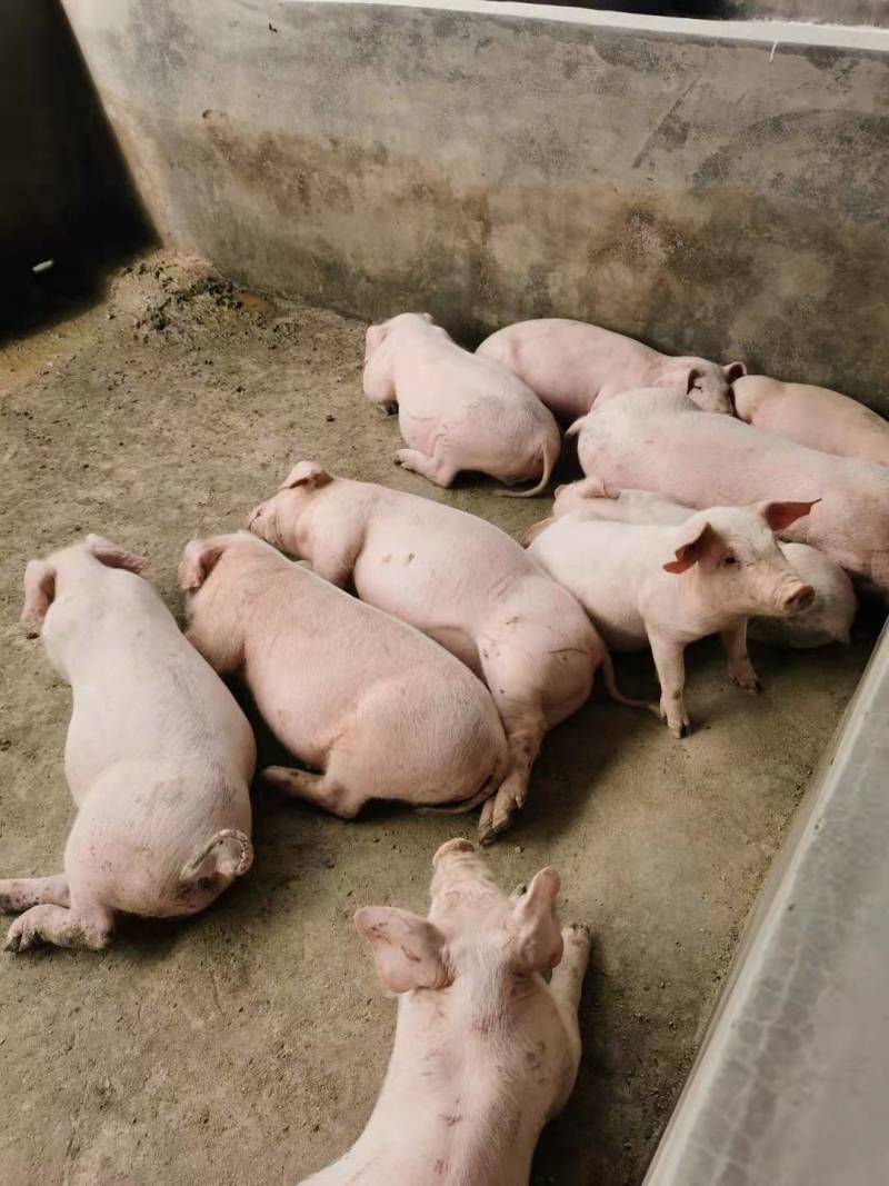 长白仔猪品种纯正优良育肥猪苗猪场直发防疫严格欢迎咨询