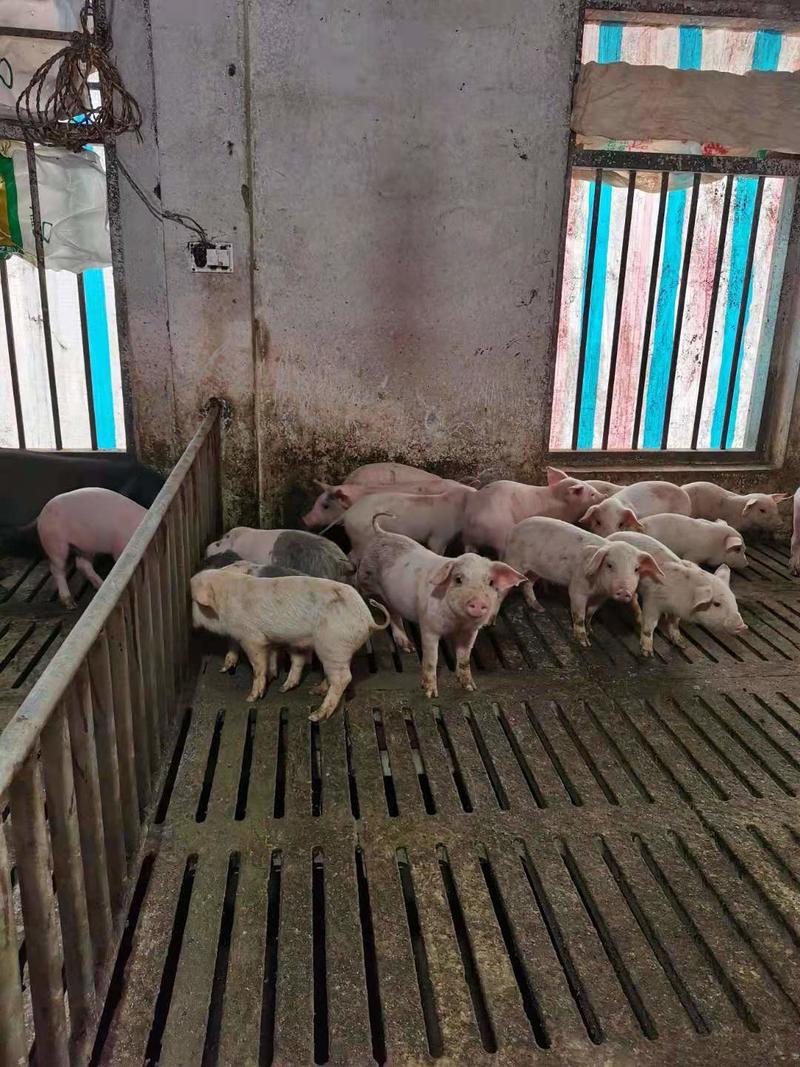 长白仔猪品种纯正优良育肥猪苗猪场直发防疫严格欢迎咨询