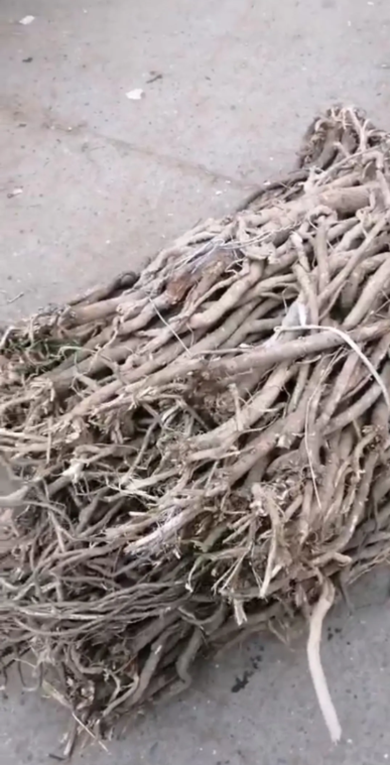 北芪岷县大山里爷爷挖的野生北芪一手货源品质保障