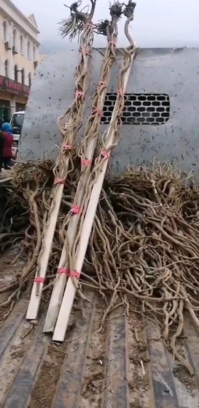 北芪岷县大山里爷爷挖的野生北芪一手货源品质保障