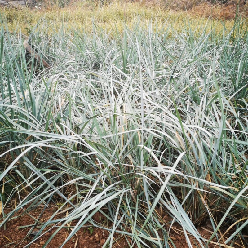 蓝冰麦自产自销蓝冰麦种植基地蓝冰麦低价处理