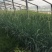 蓝冰麦自产自销蓝冰麦种植基地蓝冰麦低价处理