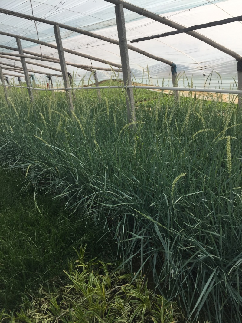 蓝冰麦自产自销蓝冰麦种植基地蓝冰麦低价处理