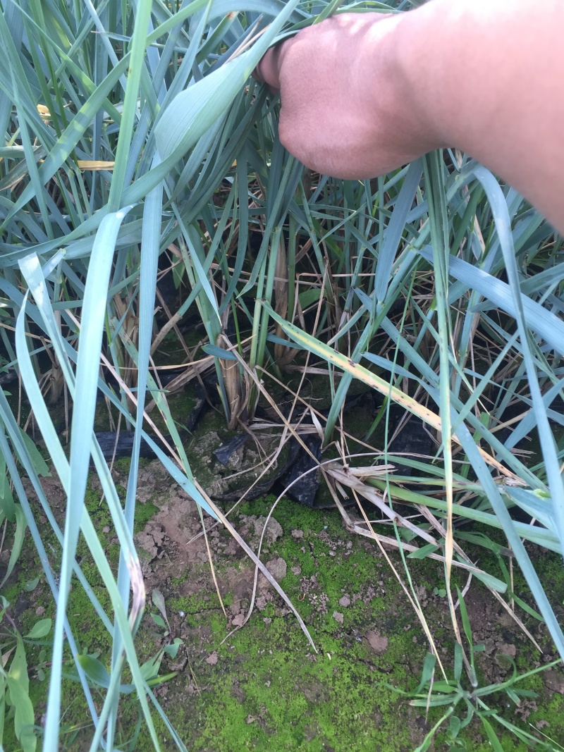 蓝冰麦自产自销蓝冰麦种植基地蓝冰麦低价处理