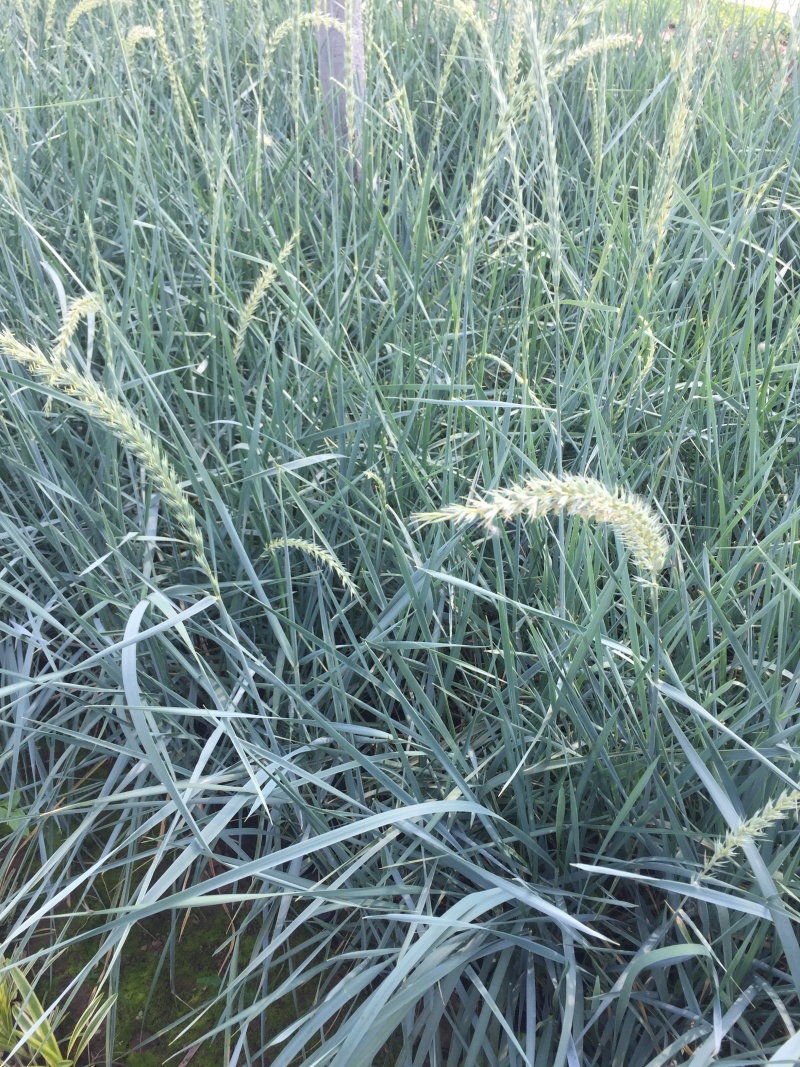 蓝冰麦自产自销蓝冰麦种植基地蓝冰麦低价处理