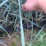 蓝冰麦自产自销蓝冰麦种植基地蓝冰麦低价处理