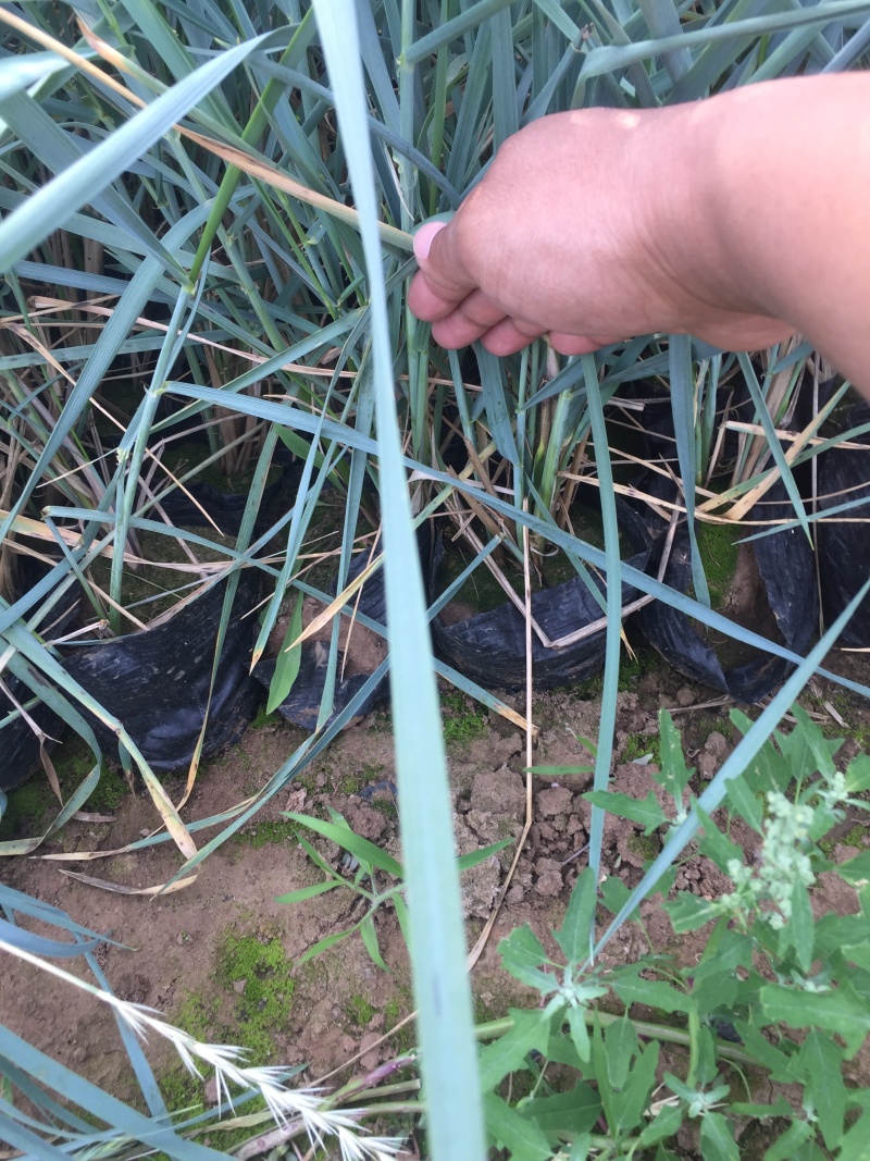 蓝冰麦自产自销蓝冰麦种植基地蓝冰麦低价处理