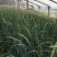 蓝冰麦自产自销蓝冰麦种植基地蓝冰麦低价处理