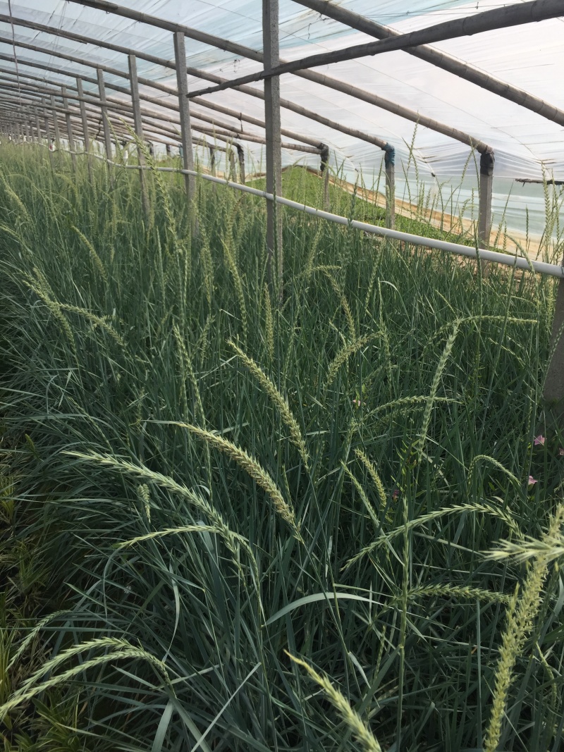 蓝冰麦自产自销蓝冰麦种植基地蓝冰麦低价处理