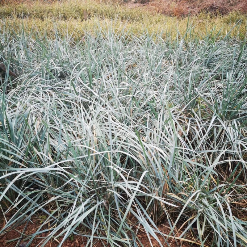 蓝冰麦自产自销蓝冰麦种植基地蓝冰麦低价处理