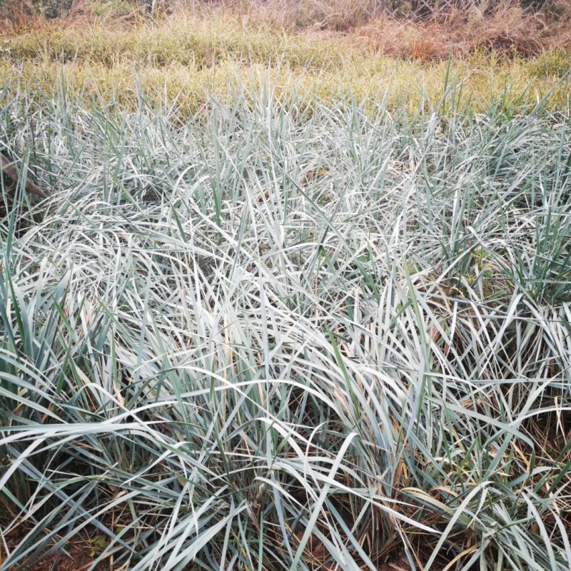 蓝冰麦自产自销蓝冰麦种植基地蓝冰麦低价处理