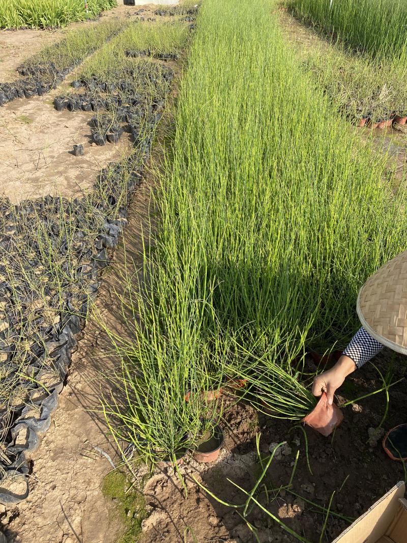 木贼农户直销木贼种植基地60万低价处理