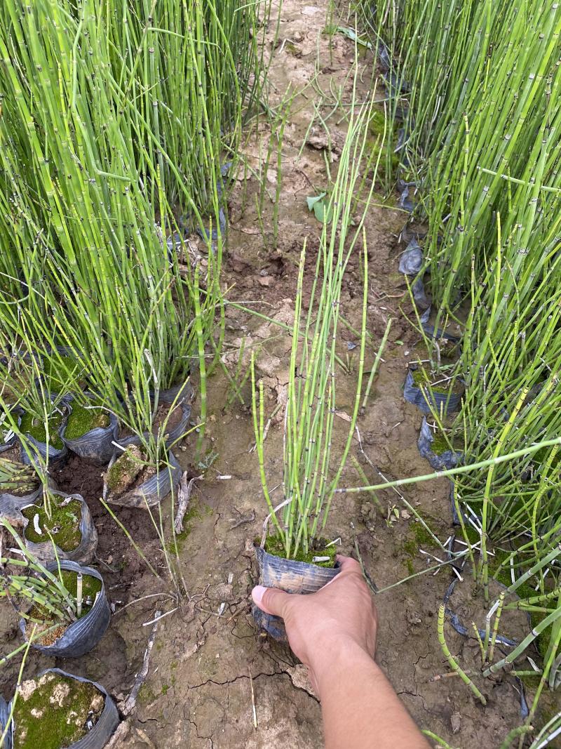 木贼农户直销木贼种植基地60万低价处理