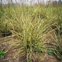 虎尾斑芒自产自销虎尾斑芒种植基地。虎尾班芒