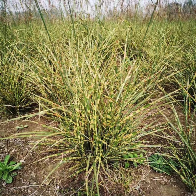 虎尾斑芒自产自销虎尾斑芒种植基地。虎尾班芒