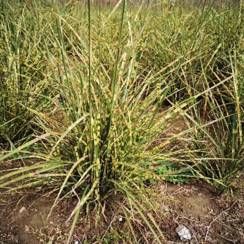 虎尾斑芒自产自销虎尾斑芒种植基地。虎尾班芒