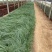 须芒草自产自销须芒草60万低价处理。须芒草