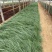 须芒草自产自销须芒草60万低价处理。须芒草