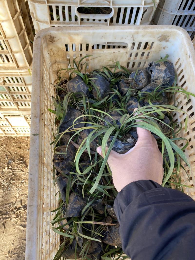 兰花三七农户直销兰花三七80万低价处理