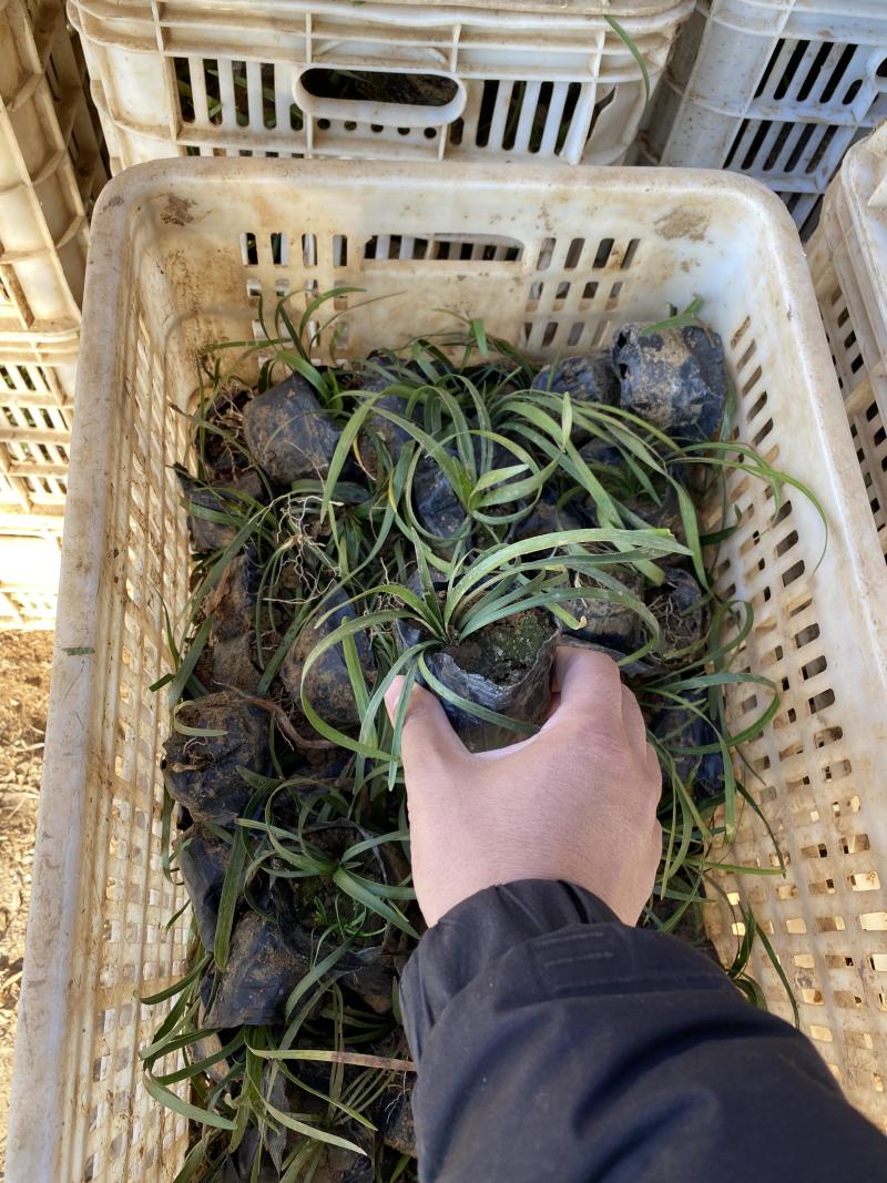 兰花三七农户直销兰花三七80万低价处理