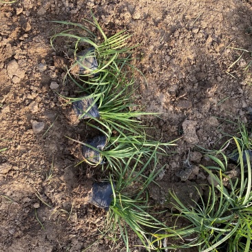 沿阶草自产自销沿阶草种植基地60万他经常自产自销