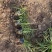沿阶草自产自销沿阶草种植基地60万他经常自产自销