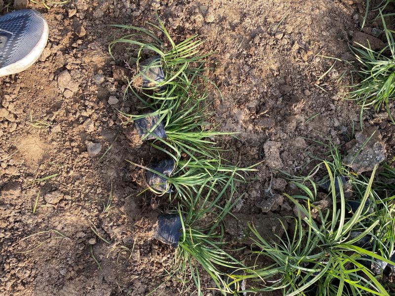 沿阶草自产自销沿阶草种植基地60万他经常自产自销