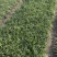 沿阶草自产自销沿阶草种植基地60万他经常自产自销