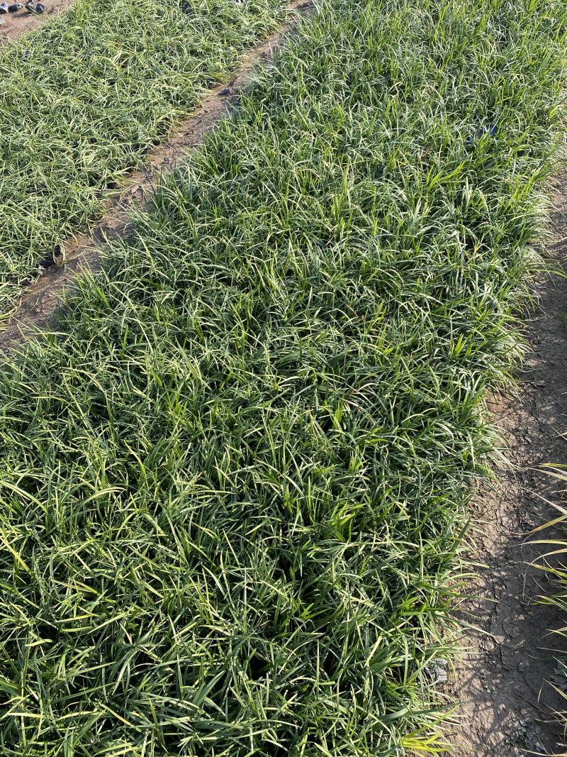 沿阶草自产自销沿阶草种植基地60万他经常自产自销