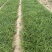 沿阶草自产自销沿阶草种植基地60万他经常自产自销