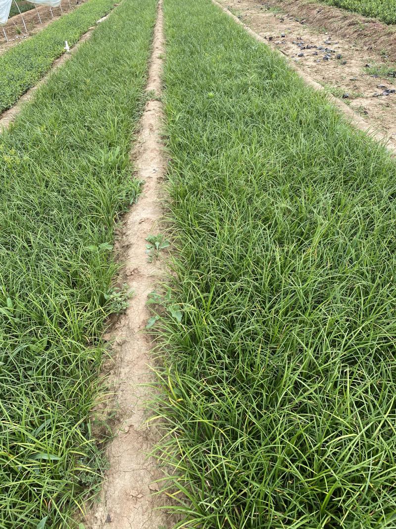 沿阶草自产自销沿阶草种植基地60万他经常自产自销