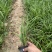 沿阶草自产自销沿阶草种植基地60万他经常自产自销